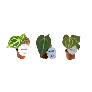 Anthurium Mix