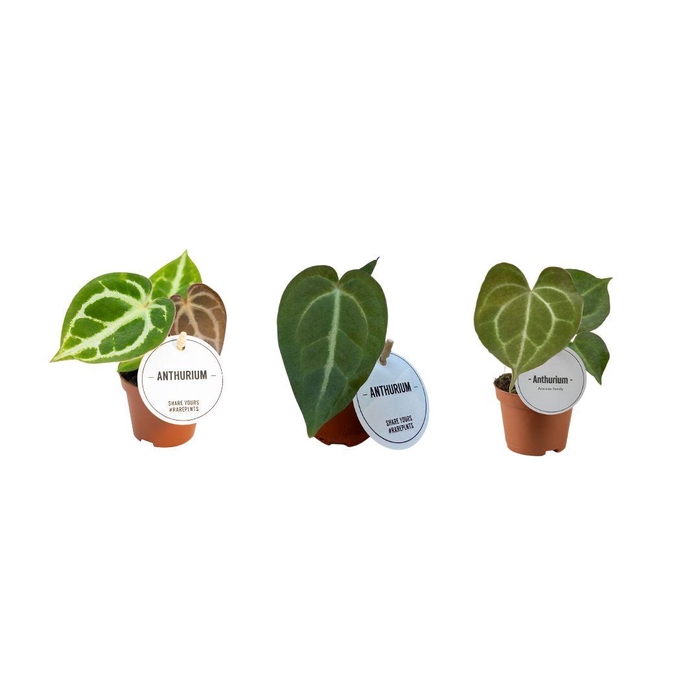 <h4>Anthurium Mix</h4>