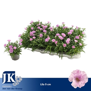 Dianthus Ilka P 9