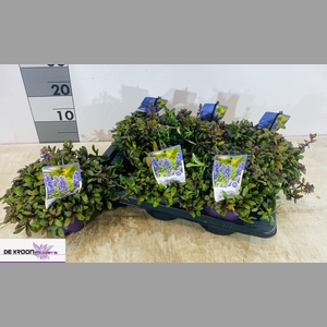 AJUGA REPT