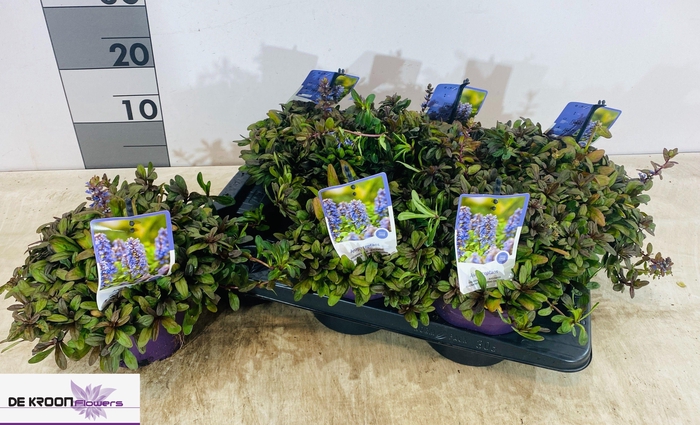 <h4>AJUGA REPT</h4>