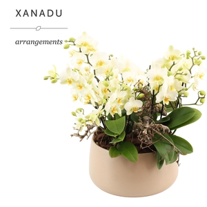 Xanadu Jakarta