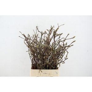 MAGNOLIA GRANDIFLORA X25