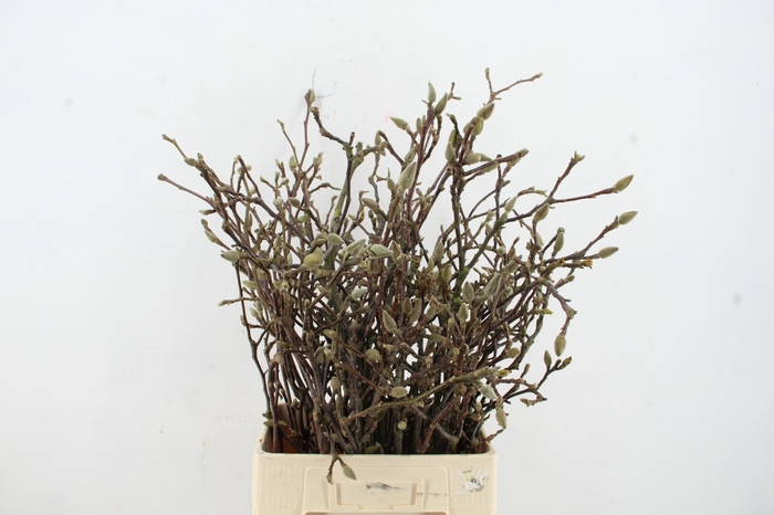 MAGNOLIA GRANDIFLORA X25