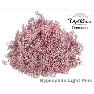 GYPS PA LIGHT PINK