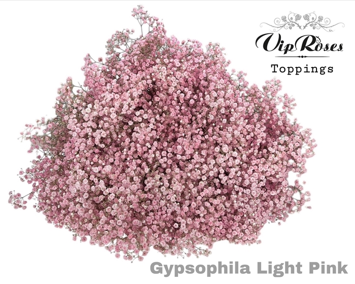 <h4>Gyps Pa Light Pink</h4>