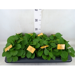 Peperomia albov. 'Rana Verde'