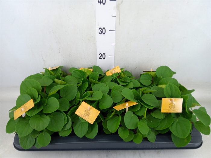 <h4>Peperomia albov. 'Rana Verde'</h4>