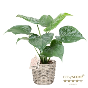 ALOCASIA CUCULLATA P26