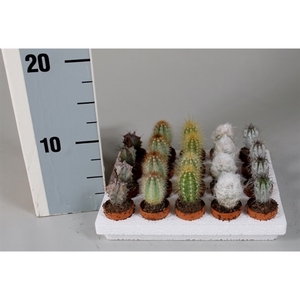 Cactus 3,0 cm zuilenmix op rij in terracotta pot