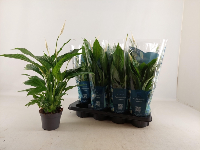 <h4>SPATH STRAUSS</h4>