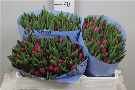 <h4>Tu En Pink Ardour</h4>