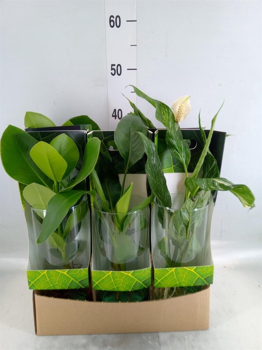 <h4>Planten  ..mix</h4>