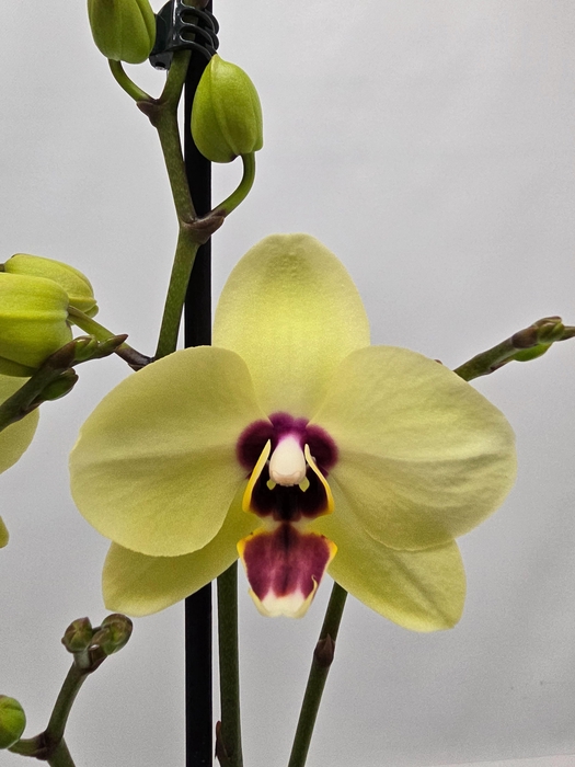 <h4>Limited 04 week 7</h4>