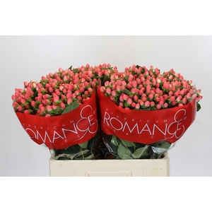 Hypericum Sweet Romance