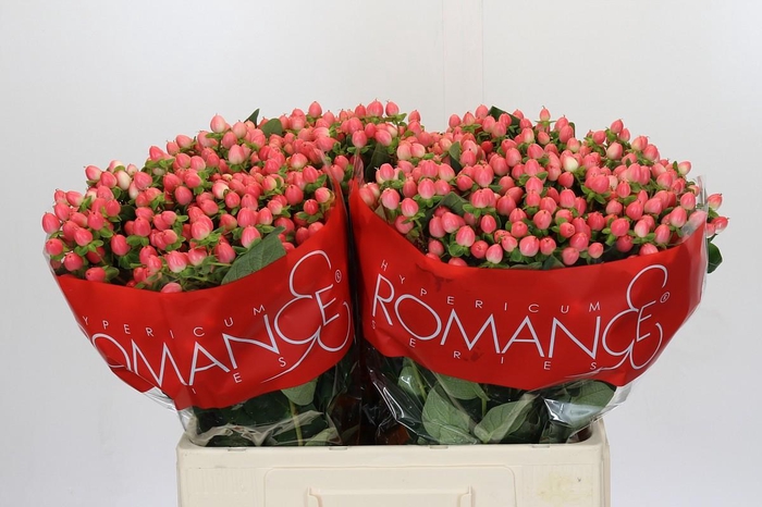 <h4>Hypericum Sweet Romance</h4>