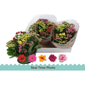 KALAN B GE GEM I POT