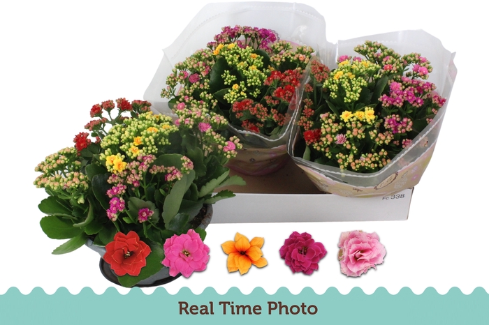 KALAN B GE GEM I POT