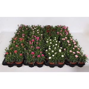 Dianthus Oscar Mixlaag