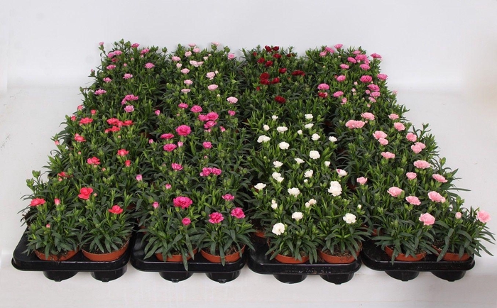 <h4>Dianthus Oscar Mixlaag</h4>