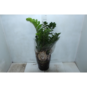 ZAMIOCULCAS P24
