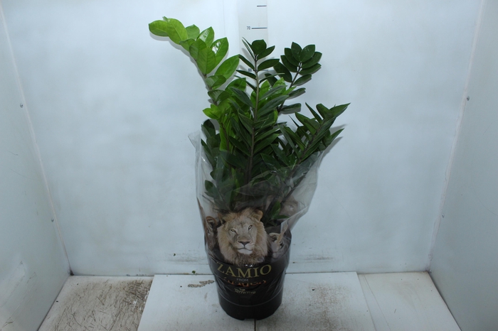 <h4>ZAMIOCULCAS P24</h4>