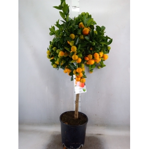 Citrus   ...
