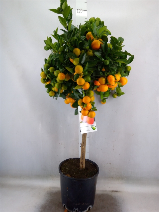 <h4>Citrus   ...</h4>