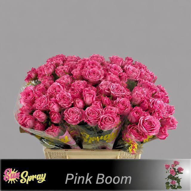 <h4>ROSA TR 'ONE TOP'</h4>
