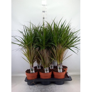 Dracaena marg.   ..mix 2