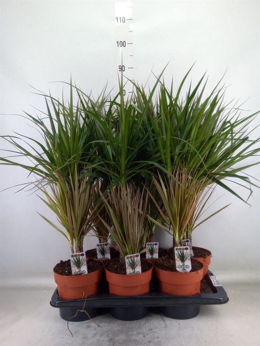 <h4>Dracaena marg.   ..mix 2</h4>