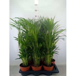 Dypsis lutescens   ...Chrysalidoca