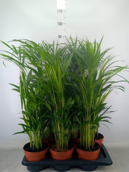 <h4>Dypsis lutescens   ...Chrysalidoca</h4>