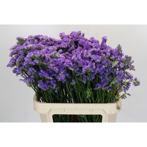 Limonium sinuatum Ana Blue