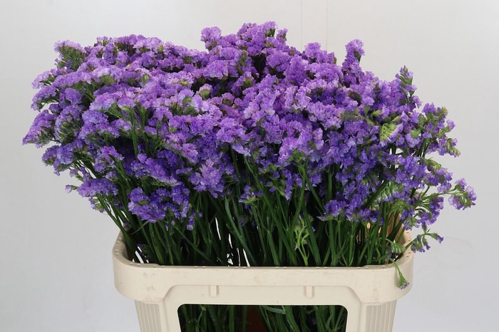 Limonium sinuatum Ana Blue