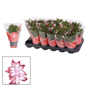 Schlumbergera - 9 cm - Red (Exotic)