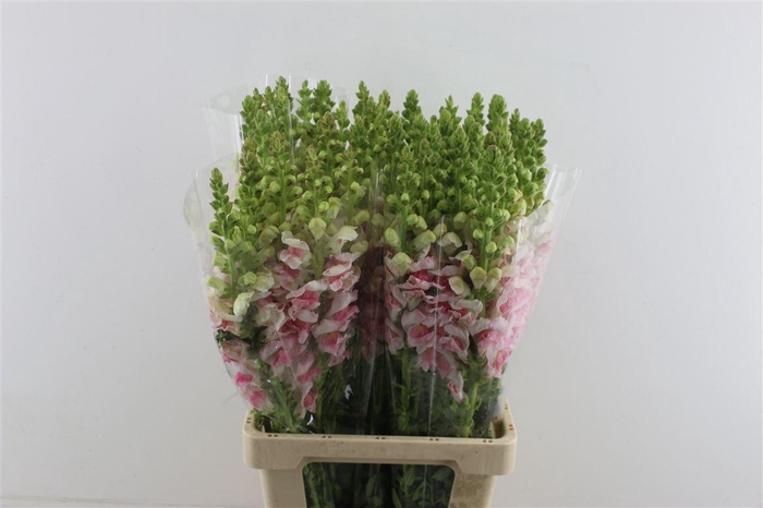 <h4>Antir Poto Appleblossom</h4>