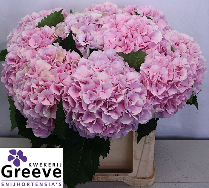 <h4>HYDR M CH VERENA</h4>