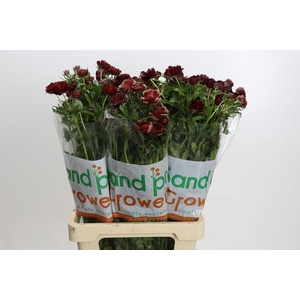 Ranunculus Magical Chocolate