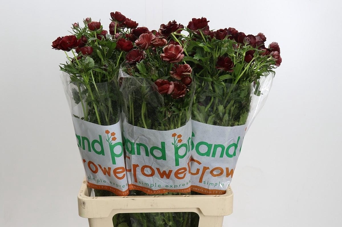 <h4>Ranunculus Magical Chocolate</h4>