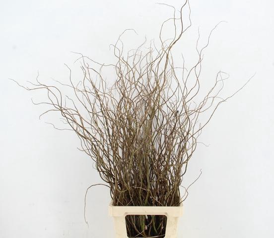 <h4>SALIX TORTUOSA 090CM</h4>
