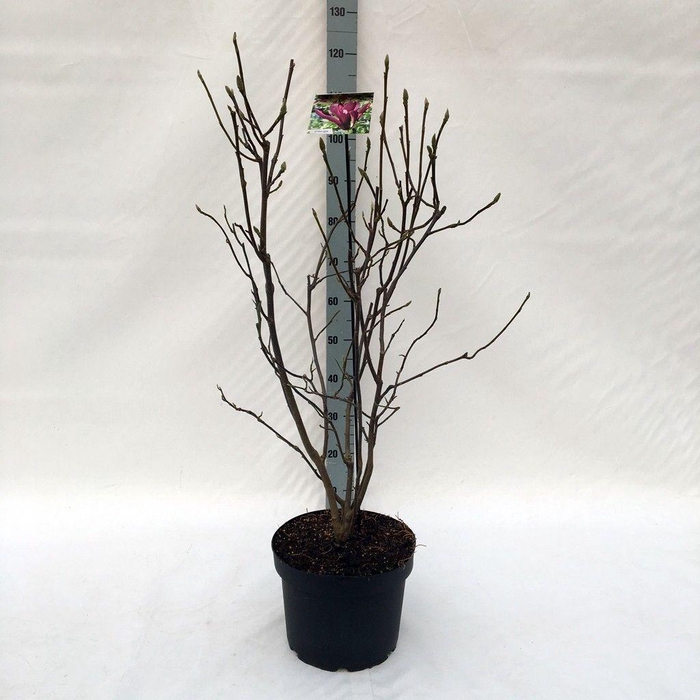 <h4>Magnolia liliiflora 'Nigra' (dark red) - 29 cm (100 hoog)</h4>