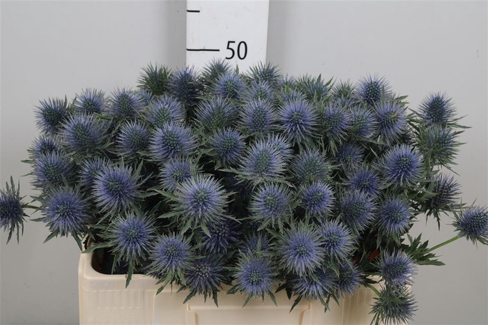 <h4>Eryn Magnetar Qstar</h4>