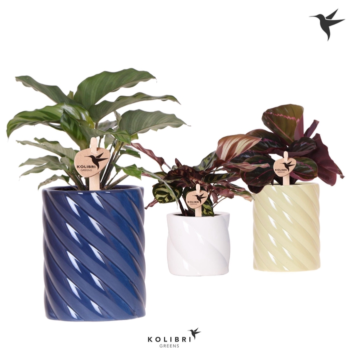 <h4>Kolibri Greens Calathea mix in Candy pot blue mix</h4>