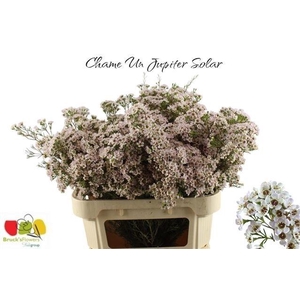 Chame Un Jupiter Sol