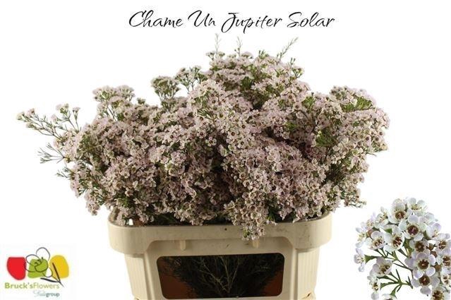 <h4>Chame Un Jupiter Sol</h4>
