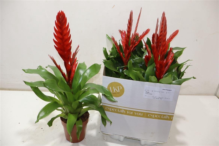 <h4>arr8 Vries Style</h4>