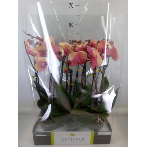 Phalaenopsis   ...rose