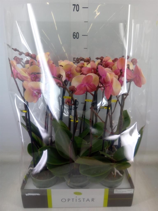 <h4>Phalaenopsis   ...rose</h4>