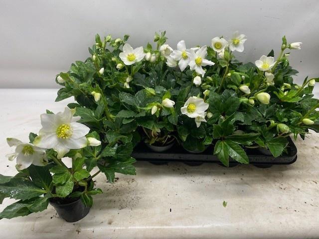 <h4>HELL NI LITTLE STAR</h4>